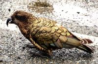 Keas sind überhaupt nicht scheu und knabbern gern an Gummis