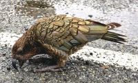 Kea auf einem Parkplatz auf dem Weg zum Milford Sound