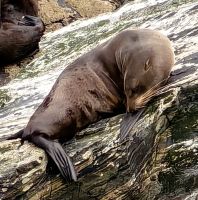 Robbe im Milford Sound