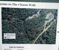 Chasm Spaziergang durch den Bergregenwald nahe des Milford Sound