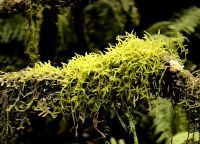 Mose und Flechten bedecken hier alles im Bergregenwald