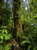 Baumriesen im Bergregenwald, Milford Sound Road