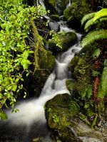 Wasserfall im Bergregenwald bei Chasmwalk, Milford Sound Road