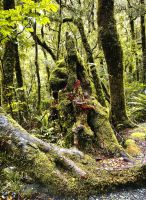 Riesenwurzel beim Chasm Walk, Milfors Sound Road