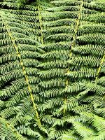 Baumfarn im Bergregenwald bei der Milford Sound Road