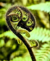 Ein Bergfarn faltet einen neuen Wedel aus, Bergregenwald bei der Milford Sound Road