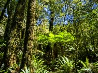 An der wilden Westküste gibt es wieder den Bergregenwald am Thunder Creek Fall mit riesigen Kronenfarnen
