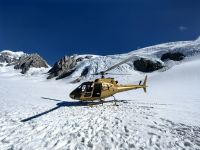 Unsere Goldhummel am Foxgletscher