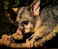 Opossum, eingeschlepptes Pelztier, was jetzt zur Plage geworden ist