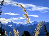 Mount Cook und Tasman mit Pampasgras