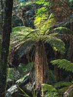 Baumfarn auf dem Weg zum Lake Matheson