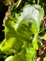 Endemisch in Neuseeland, der Nierenfarn