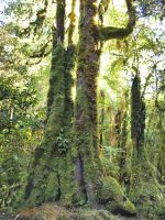 Im Regenwald bei Fox stehen Baumriesen mit interessanten Wuchsformen