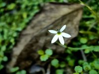 Lobelia pedunculata, kleine Blüten bedecken den Waldboden auf dem Weg zum Franz Josef Glacier