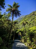 Weg zum Lookout des Franz Josef Gletschers