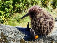 Plüschkiwi auf dem Parkplatz des Franz Josef Gletschers