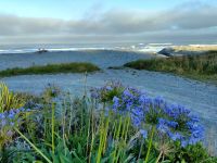 Acapantus vor der Tasman See