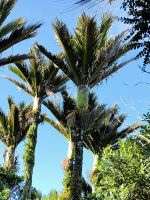 Nikau Palme, endemisch in Neuseeland 