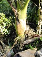 Fruchtstände der Nikaupalme