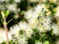 Metrosideros perforata, faszinierende Flora in Punakaiki an den Pancake Rocks