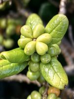 Melicope ternata, Pflanzenwelt in Punakaiki