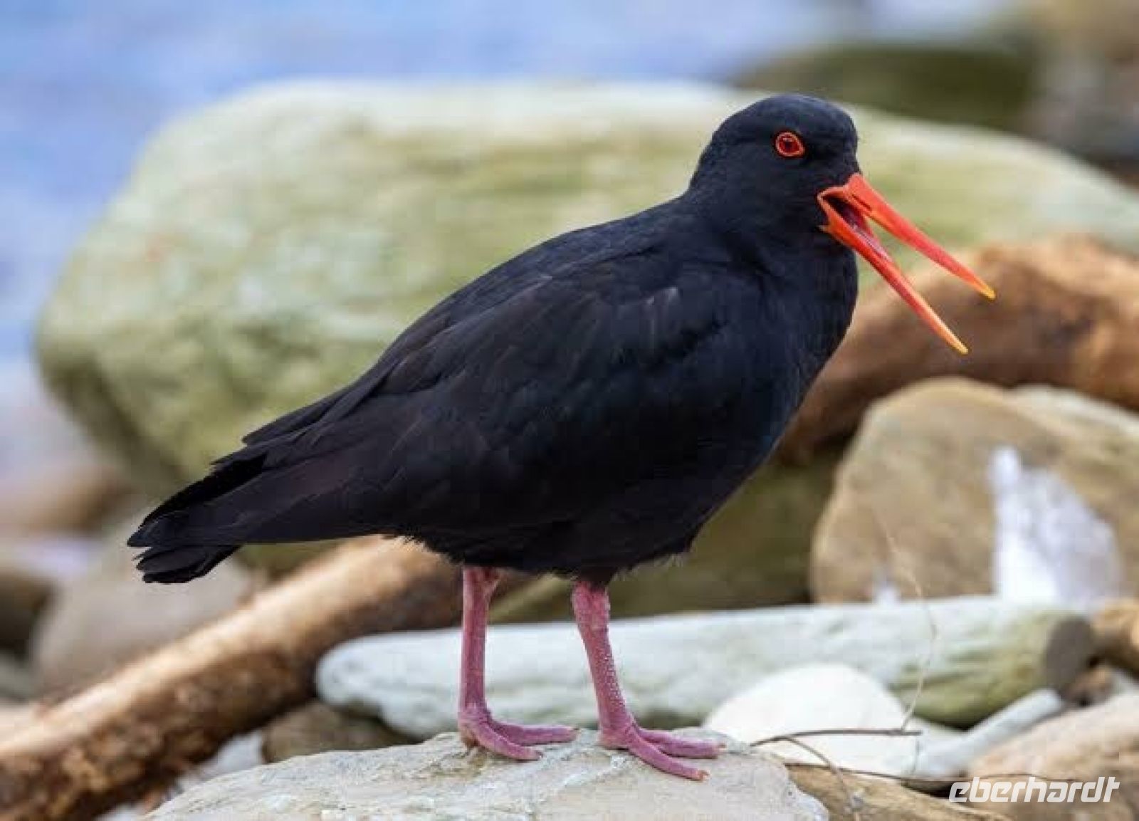 Neuseeländischer Austernfischer bei den Pankace Mountains