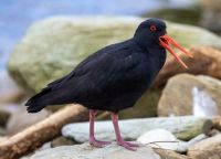 Neuseeländischer Austernfischer bei den Pankace Mountains