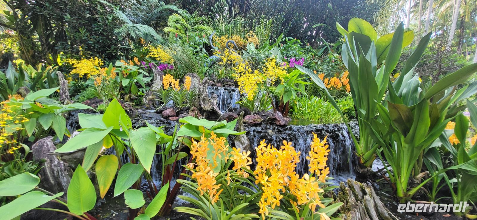 32 Orchideengarten  Singapur