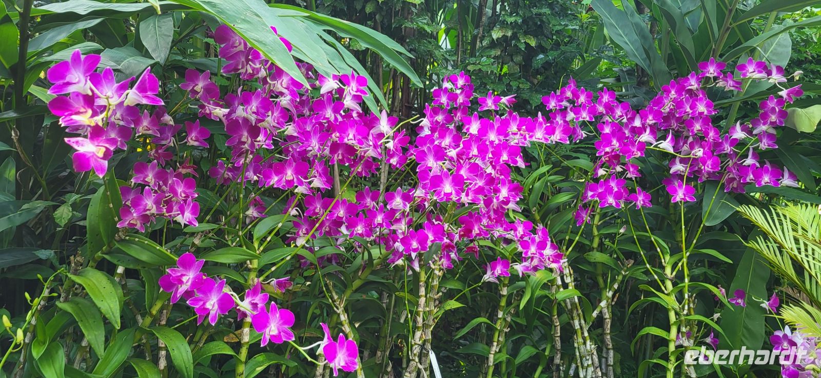 33 Orchideengarten  Singapur