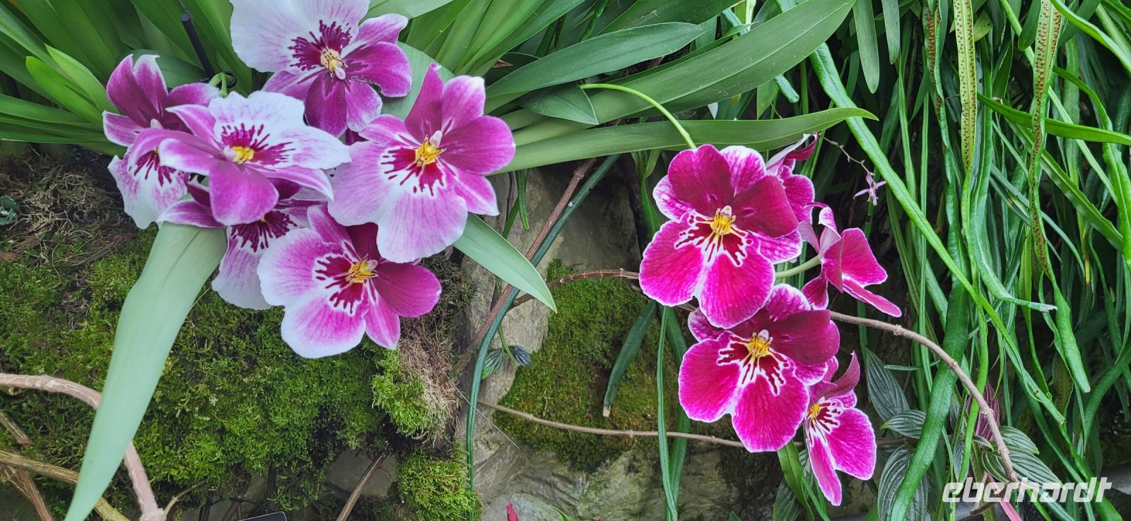 34 Orchideengarten  Singapur