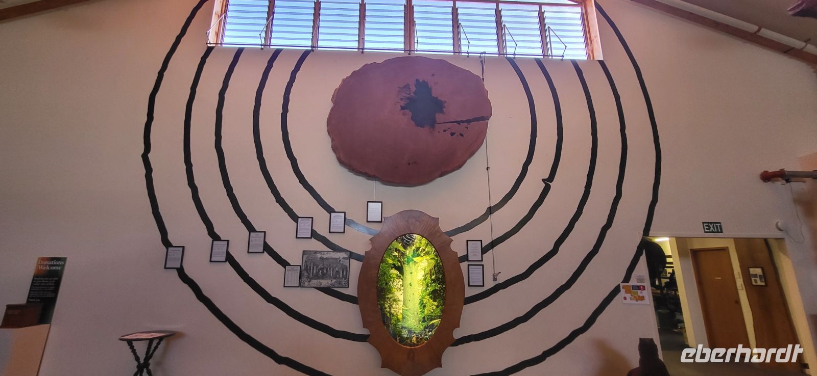 49 Durchmesser der größten Kauri Bäume