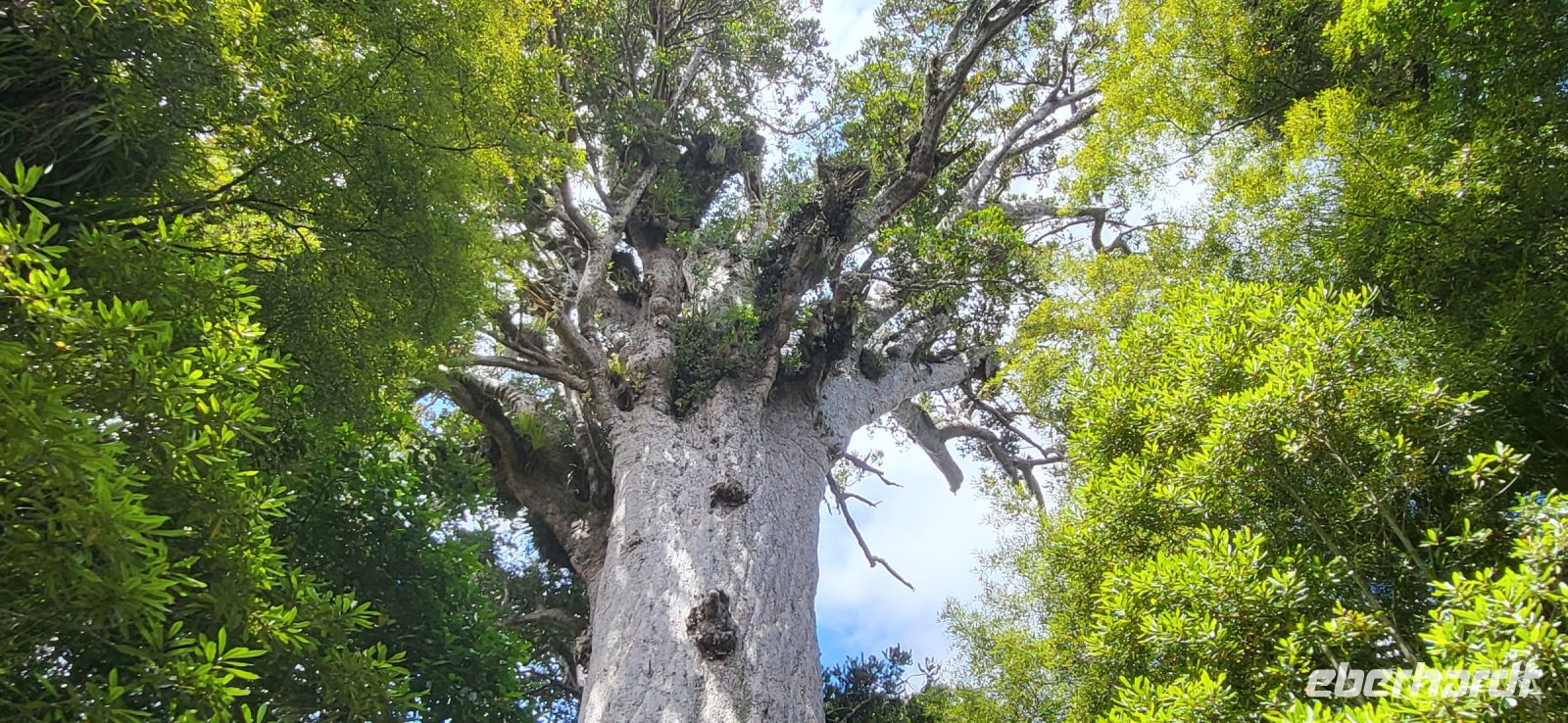 57 ältester Kauri Baum Tane Mahuta