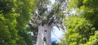 57 ältester Kauri Baum Tane Mahuta