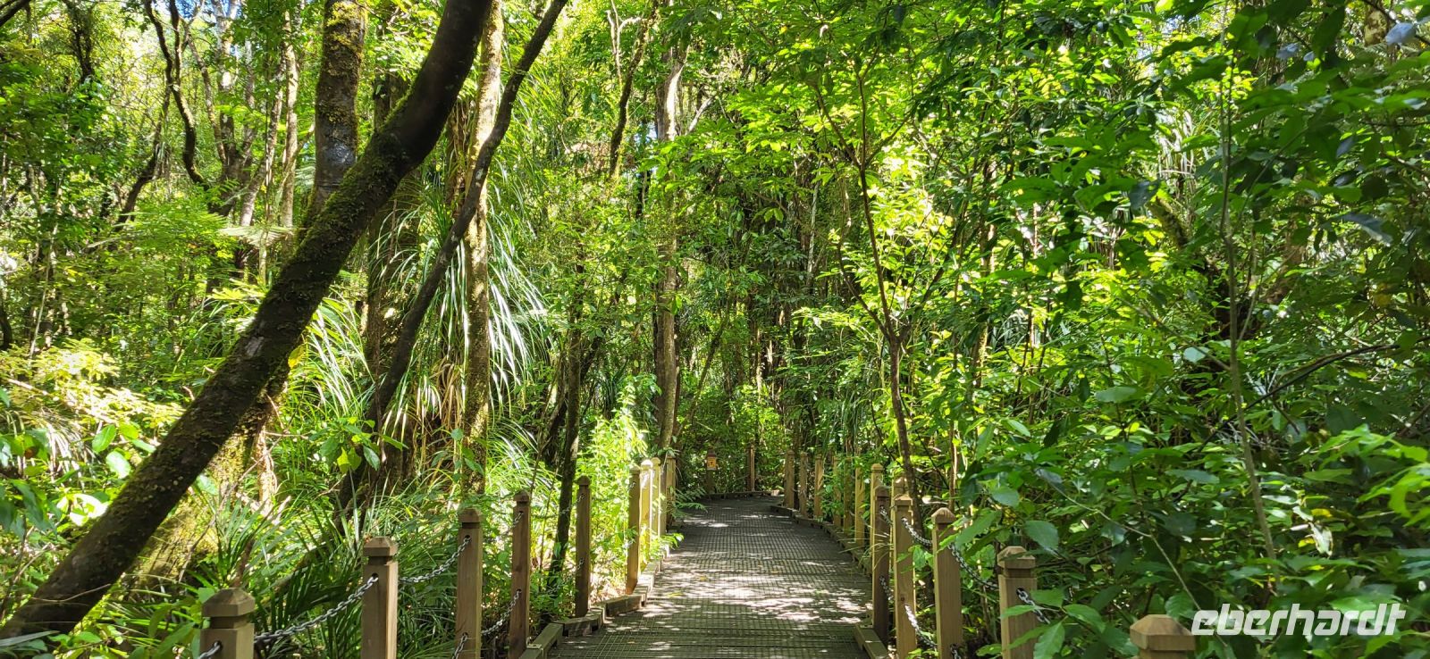 58 Urwald Neuseeland