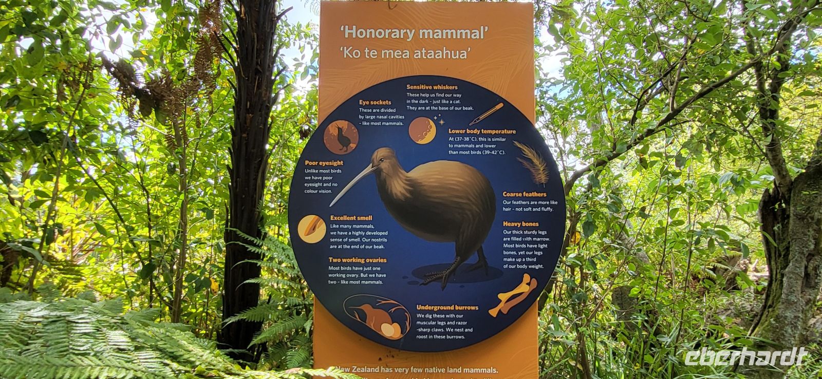 117 Kiwistation Te Puia