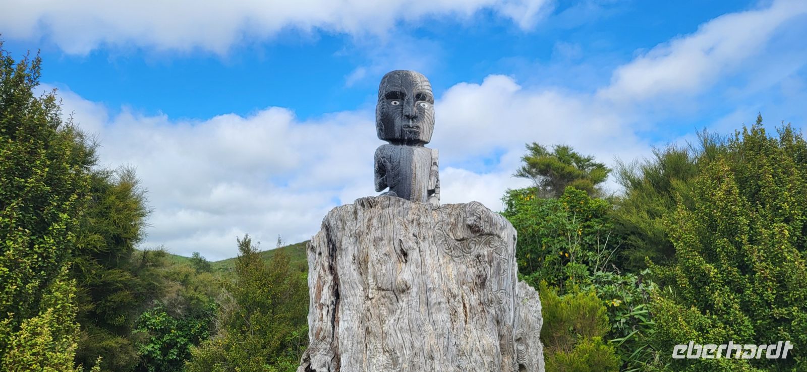 133 2000 Jahre alter Totara Baum