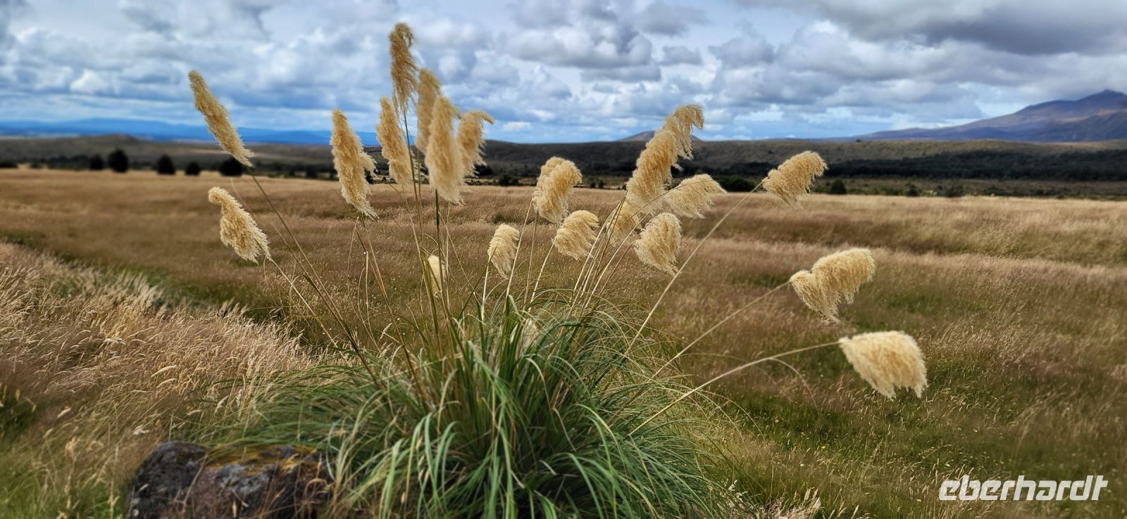137 Toi Toi neuseelandische Art von Pampasgras