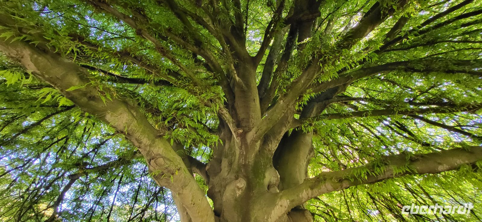 156 Botanischer Garten in Christchurch