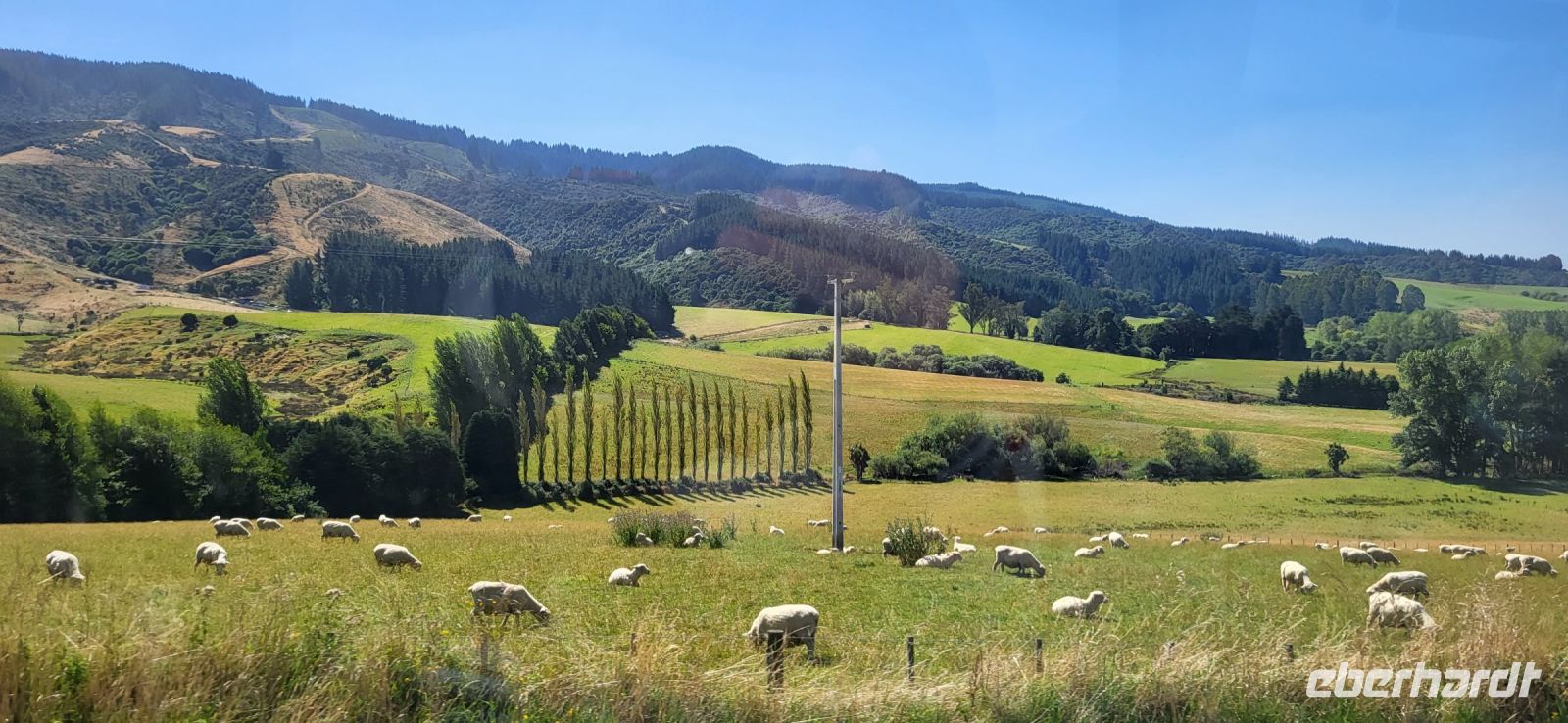 163 typische Landschaft Neuseelands