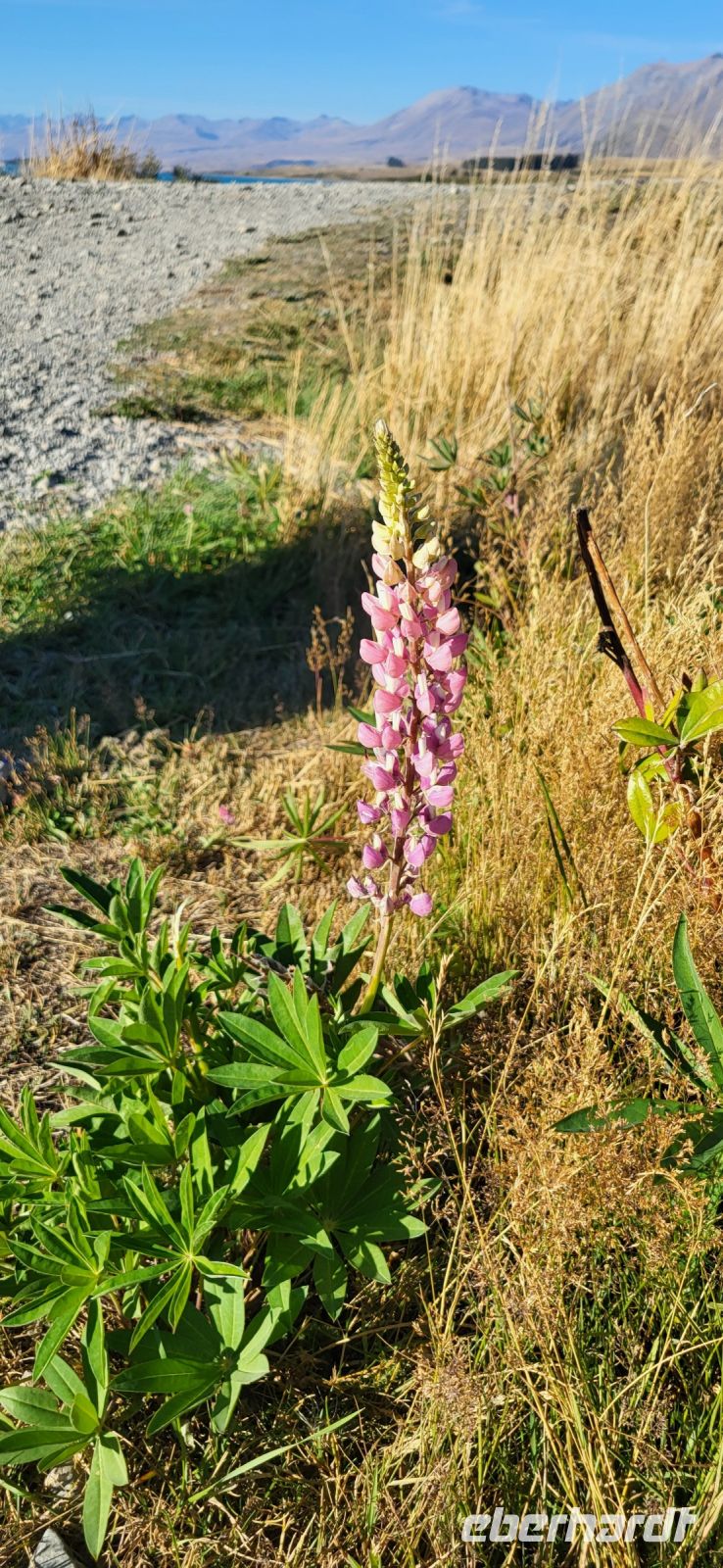 174 letzte Lupine am Lake Tekapo