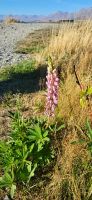 174 letzte Lupine am Lake Tekapo
