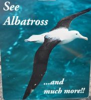 191 Königsalbatrosse in der Otago Bay