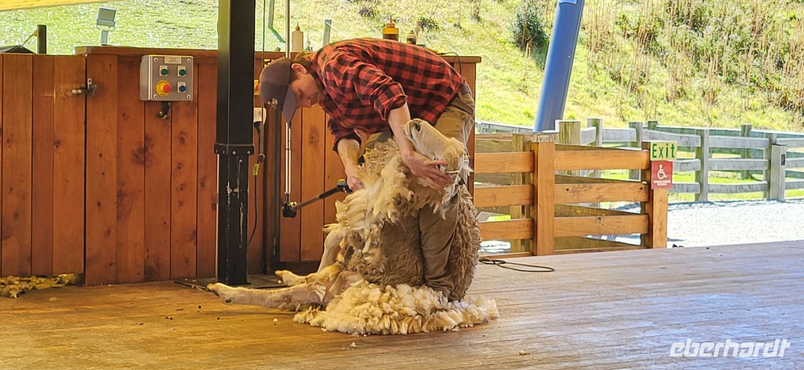 235 Schafschurdemonstration