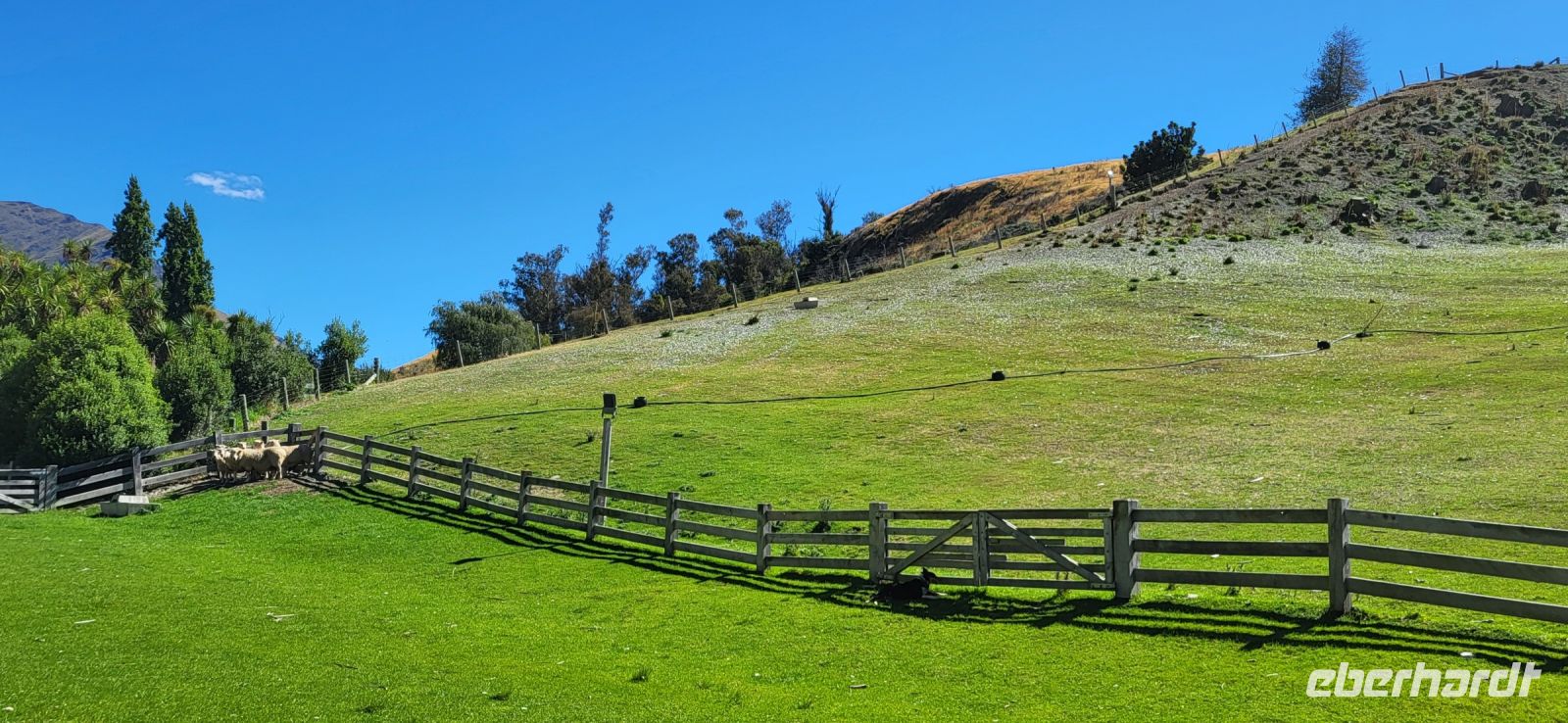 236 Schaftrieb durch Hütehund