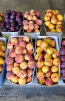 246 Hiesige Früchte