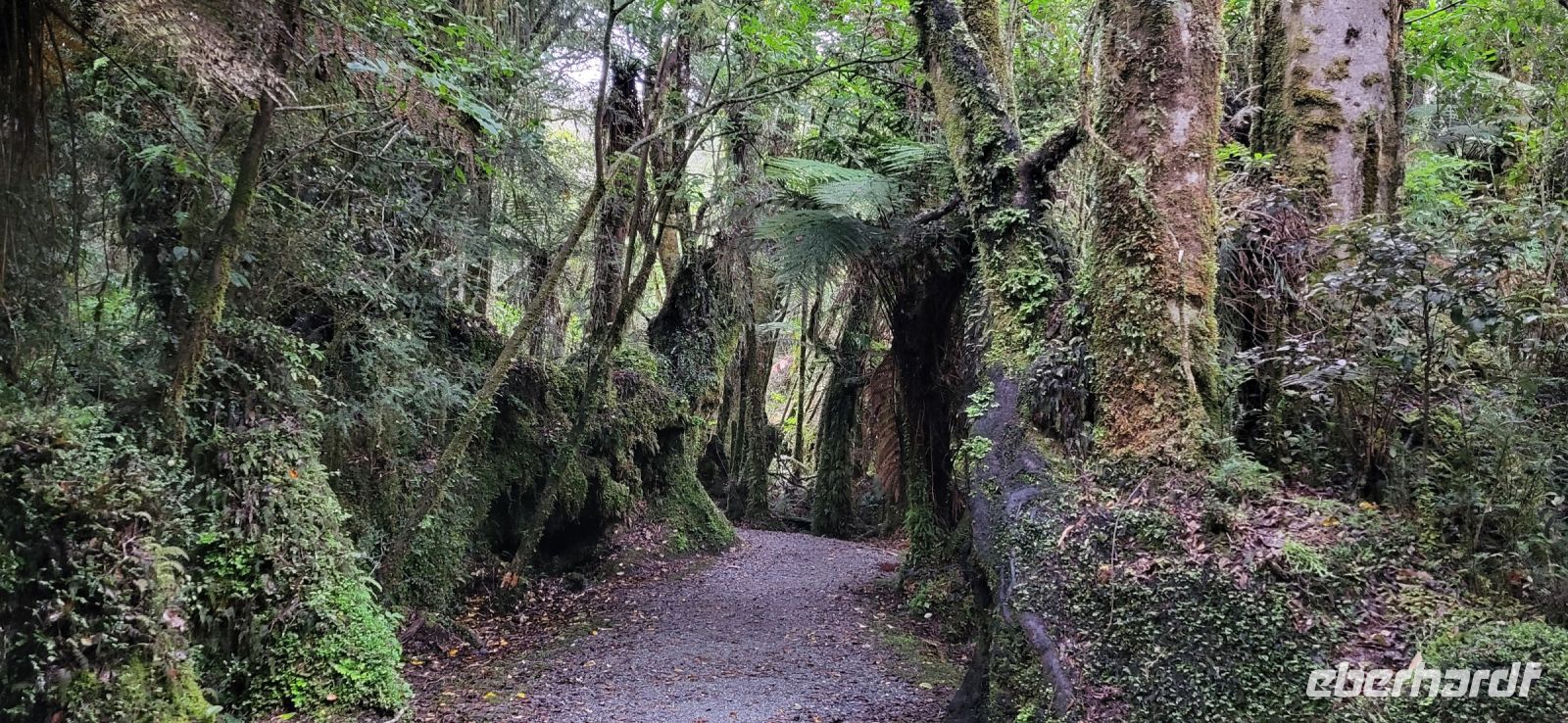 253 Morgenspaziergang durch den Regenwald