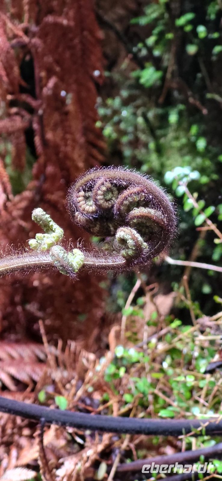 254 Morgenspaziergang durch den Regenwald