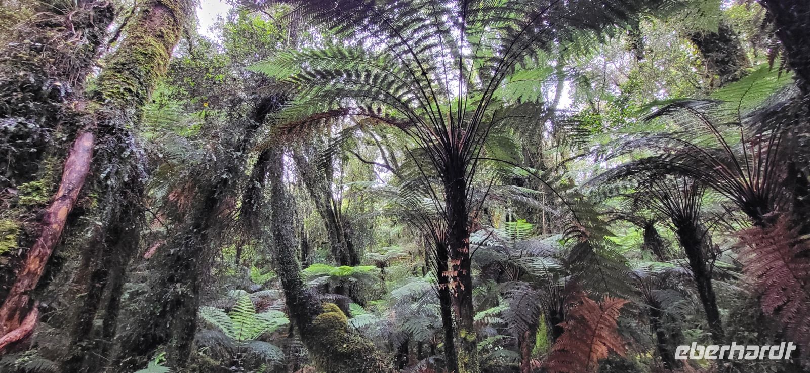 255 Morgenspaziergang durch den Regenwald
