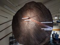 Querschnitt eines Kauri-Baums, Matakohe, Neuseeland