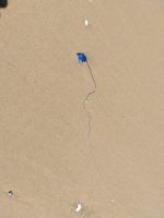 giftige Qualle am Ninety-Mile Beach, Neuseeland